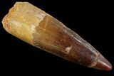 Real Spinosaurus Tooth - Composite Tip #87339-1
